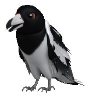 gfur
